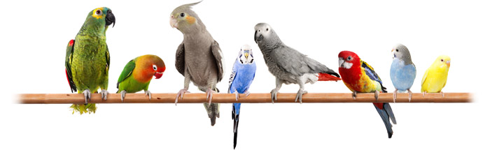 birds