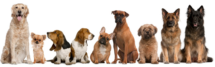 dogs
